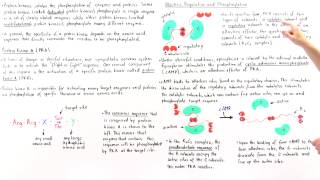 Protein Kinase A PKA [upl. by Aeniah]