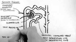 Renal Anatomy 2  Nephron [upl. by Amersham]