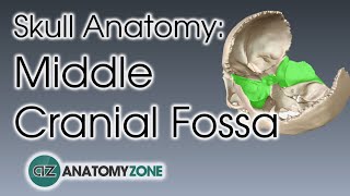 Middle Cranial Fossa  Skull Anatomy [upl. by Nevak103]