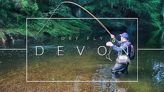 Dry Fly Fishing  Scotland  River Devon  Wild Brown Trout [upl. by Mit188]