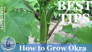 How To Grow Okra  ADVANCED Growing Guide [upl. by Ayt]