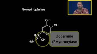 Biosynthesis of Catecholamines [upl. by Bolitho]