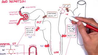 Nephrology  Physiology Reabsorption and Secretion [upl. by Suidualc]