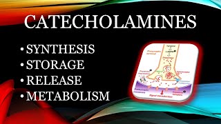 Catecholamines  synthesis storage release and metabolism [upl. by Isiahi]