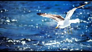 Seagull sounds [upl. by Miett]