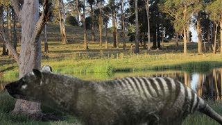 Tasmanian tiger remains discovered in northern Tasmania thylacine [upl. by Ahseuqal747]