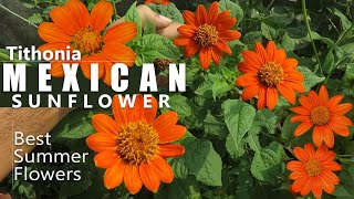 Tithonia Flower  Mexican Sunflower Plant care  Growing Tithonia Flower  Summer Flowers [upl. by Kipper516]