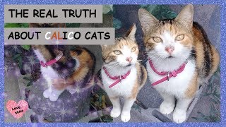 THE REAL TRUTH ABOUT CALICO CATS [upl. by Pinebrook540]