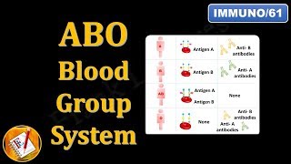 ABO Blood Group System FLImmuno61 [upl. by Ttocs977]