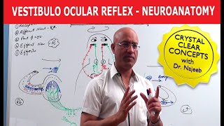 Vestibulo Ocular Reflex  Neuroanatomy [upl. by Yahc]