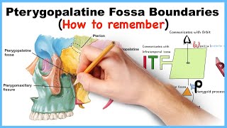 Pterygopalatine Fossa Boundaries Mnemonics How to remember [upl. by Solange]