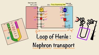 Loop Of Henle  Nephron Transport  Renal Physiology [upl. by Wyn479]