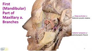 Infratemporal Fossa LO  Maxillary a [upl. by Alley]