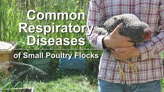 Common Respiratory Diseases of Small Poultry Flocks [upl. by Bogoch]