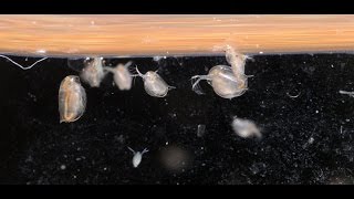 Culturing DaphniaTuesday Tip [upl. by Houghton]