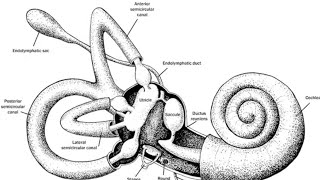 Introduction to Vestibular system [upl. by Watson]