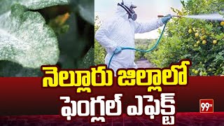 నెల్లూరు జిల్లాలో ఫెంగల్ ఎఫెక్ట్  Fungicide effect in Nellore district  99tv [upl. by Luiza]