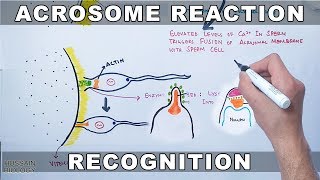 Acrosome Reaction in Sea Urchin [upl. by Francisca407]