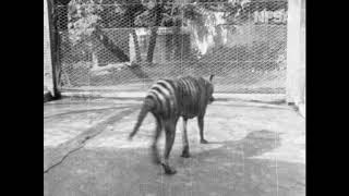 Thylacine  from Tasmania The Wonderland 1935 [upl. by Aifoz]