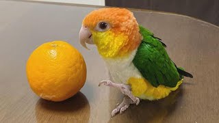 White bellied Caique Sounds  Caique Parrot Talking  Caique Parrot Dancing amp Playing [upl. by Chipman]