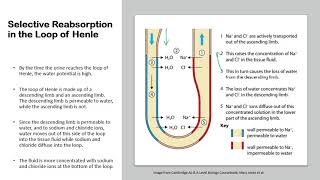 Chapter 143 Homeostasis  Selective Reabsorption amp Osmoregulation in the Kidneys [upl. by Pena930]