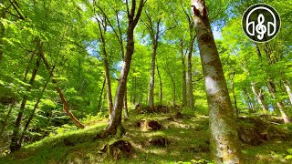 Spring mountain forest Relaxing birdsong for relaxation meditation and sleep [upl. by Gnim27]