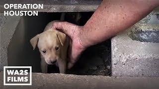 Houston Dog Rescuers Save Homeless Puppies From Under House  Hope For Dogs [upl. by Hsu]