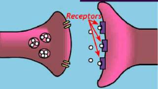 Neurons and how they work [upl. by Llehctim]