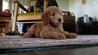 Talking goldendoodle [upl. by Mathilde139]