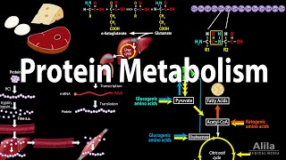 Protein Metabolism Overview Animation [upl. by Ecile]