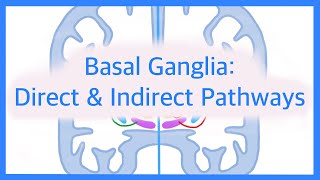 Basal Ganglia The Direct and Indirect Pathways [upl. by Aiahc567]