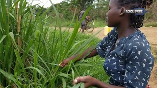 Village life in Uganda AFRICA [upl. by Atikel]