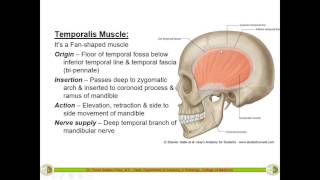 Temporal InfraTemporal Fossa amp Muscles of Mastication  Dr Yusuf [upl. by Nnod]