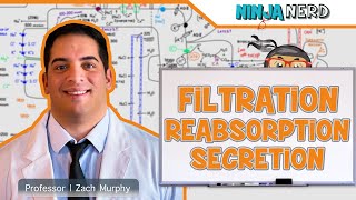 Renal  Filtration Reabsorption and Secretion Overview [upl. by Jobye]