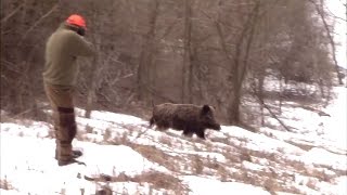 Best of Driven Wild Boar Hunting ep 2  Ultimate Hunting [upl. by Nylorak]