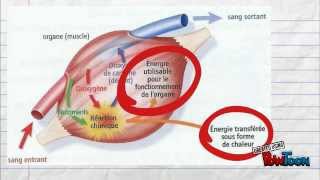 5e Pour réviser Le fonctionnement de lorganisme en activité [upl. by Kcirrej]