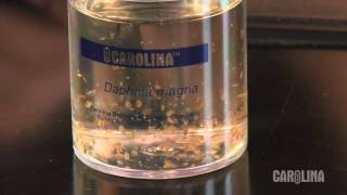 How to Care for Daphnia [upl. by Ahsemaj207]