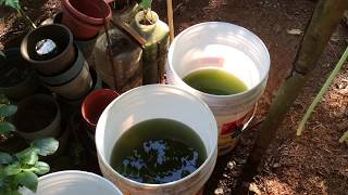 How to grow Green Water Algae [upl. by Aratihc]