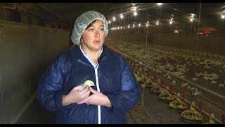 Biosecurity and Health Management on Chicken Farms [upl. by Benjie70]