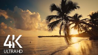 8 HOURS Calm Ocean Waves Sounds  Tropical Beach Sunrise 4K Video [upl. by Ssidnac614]