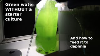 Green Water WITHOUT a Starter Culture  From Scratch  How To [upl. by Ldnek]