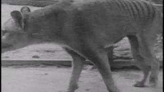 Historical thylacine Tasmanian Tiger film 5  Beaumaris Zoo Hobart 19 December 1933 [upl. by Domela604]