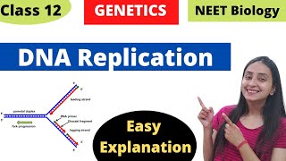 DNA Replication  Molecular Basis of Inheritance  Class 12 Genetics [upl. by Dido]