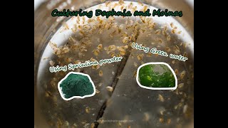 How To Culture Daphnia and Moinas using Green Water Spirulina powder [upl. by Gula654]