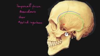 Temporal fossa explained [upl. by Nadiya]