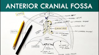 Anterior Cranial Fossa  Anatomy Tutorial [upl. by Maxa]