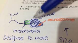 How fertilisation takes place acrosome reaction and cortical reaction [upl. by Analram]