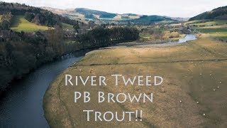 Fly Fishing on the River Tweed  Personal Best River Brown Trout [upl. by Yevol]