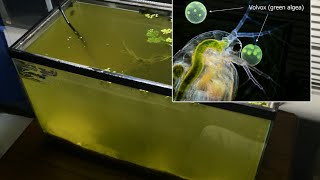 Raising Daphnia for the Freshwater Aquarium [upl. by Colis462]