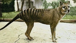 The Tragic Tale of the Tasmanian Tiger [upl. by Engel]